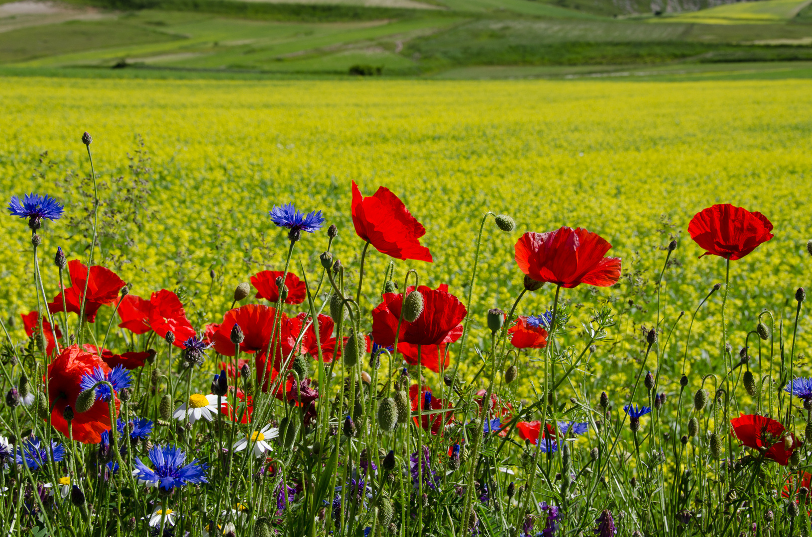 Fiordalisi e papaveri 