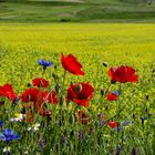 Fiordalisi e papaveri 