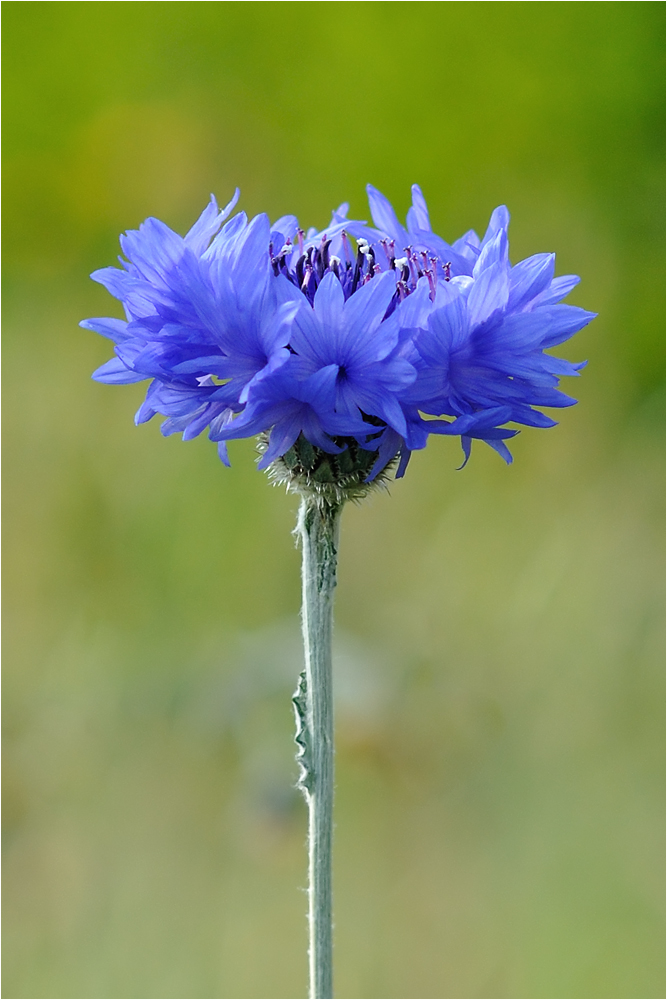 fiordaliso cyanum .............. Buona Pasqua a tutti