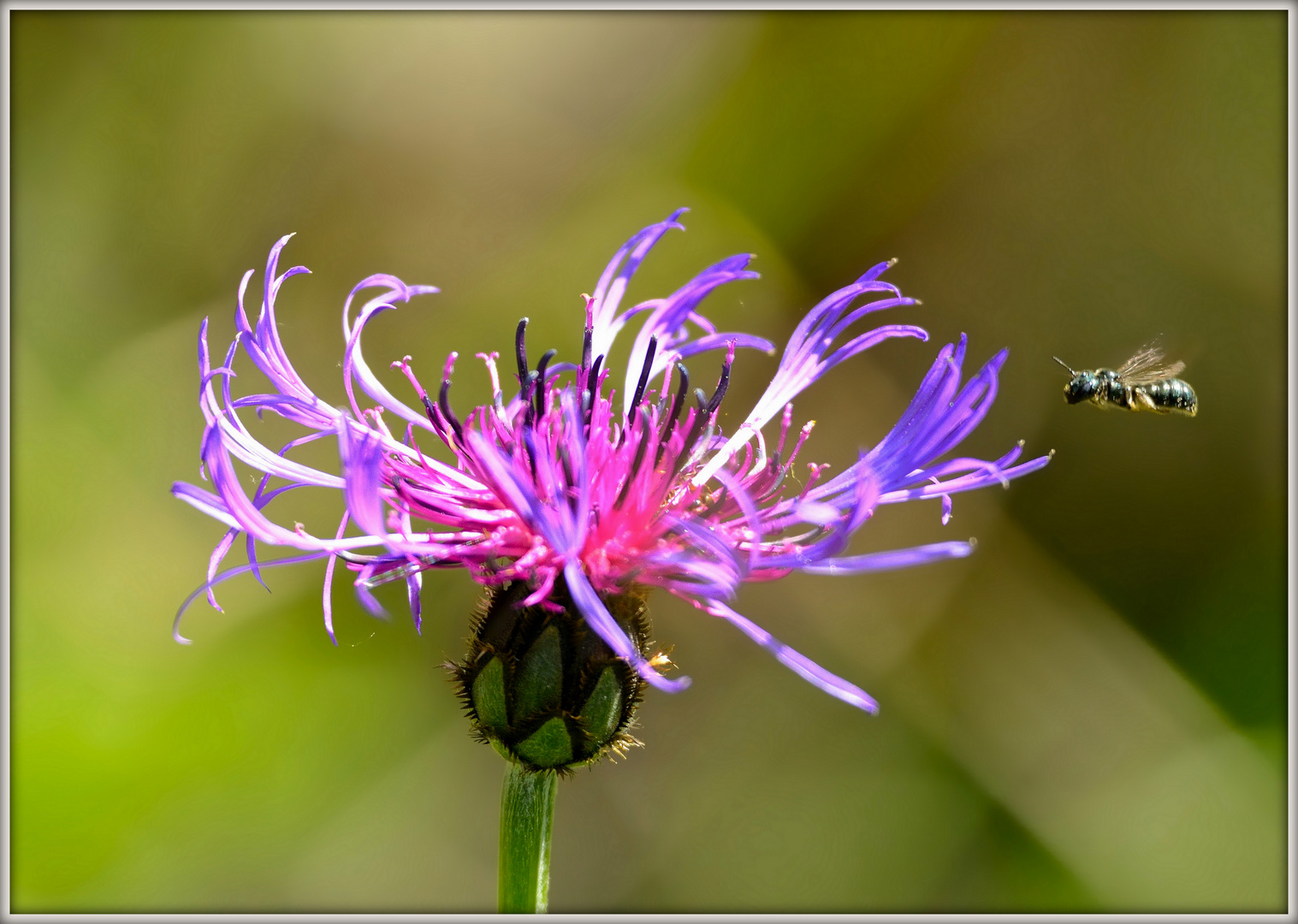 Fiordaliso di montagna -Cyanus montanus (L.) Hill