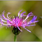 Fiordaliso di montagna -Cyanus montanus (L.) Hill