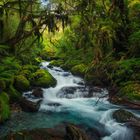 Fiordland Creek