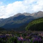 Fiordland National Park