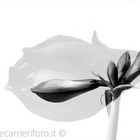 fiore