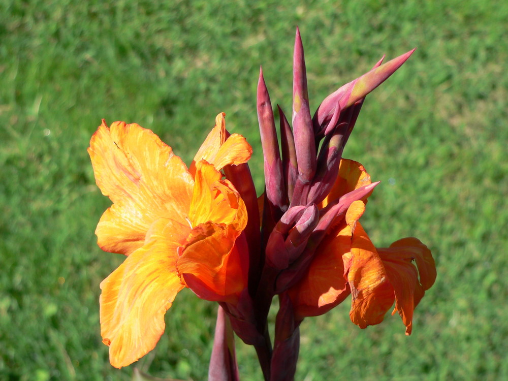 fiore a firenze villa caruso