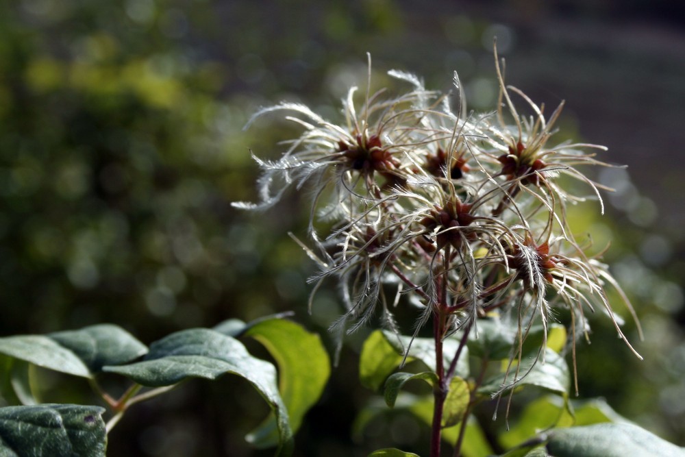 Fiore a Siena