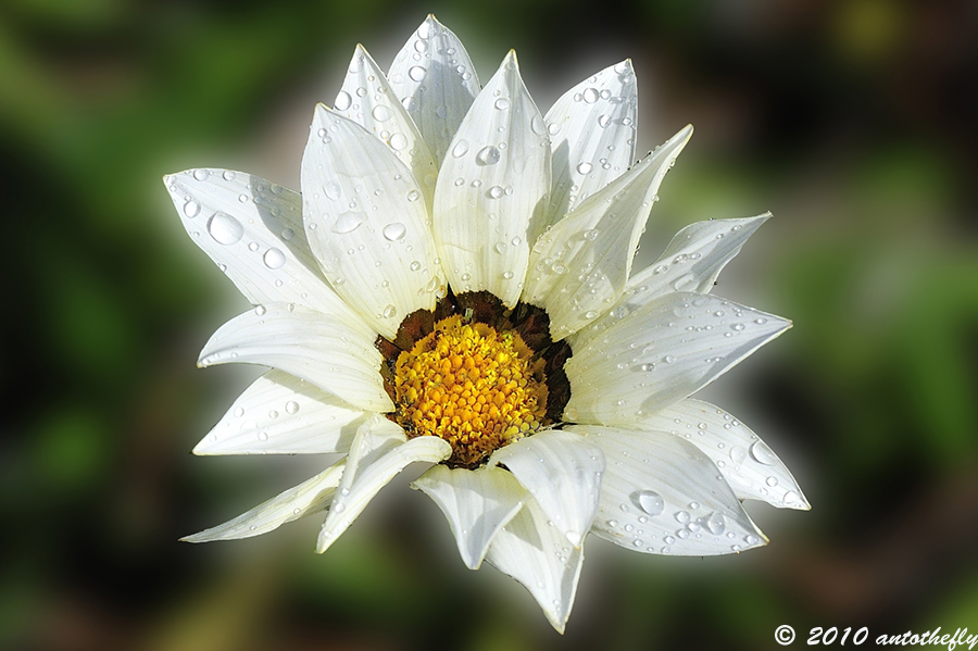 Fiore al mattino