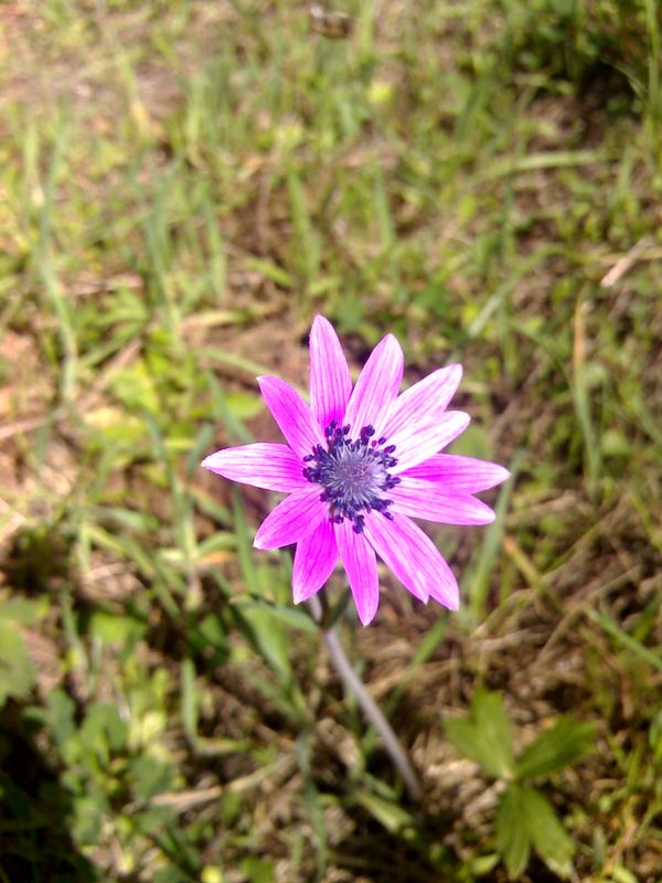 Fiore al sole