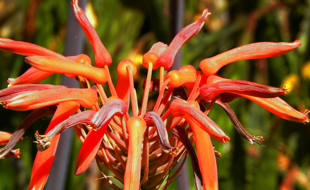 FIORE ANDALUSO