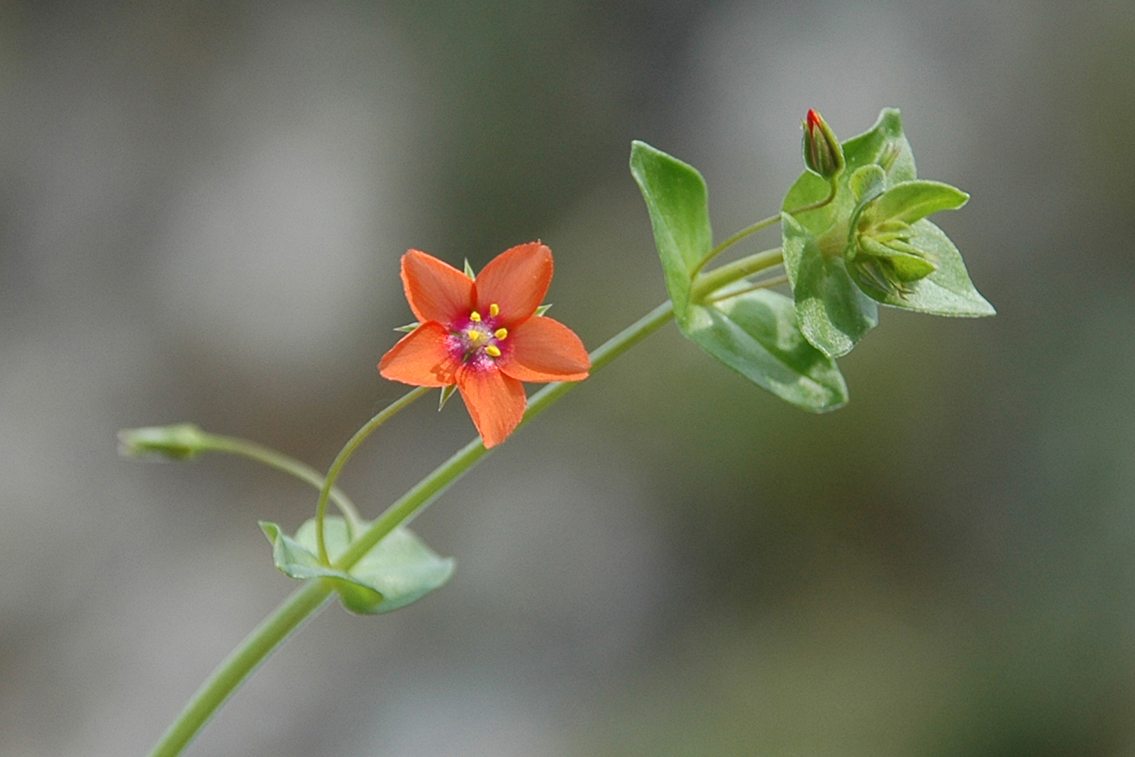 fiore arancione