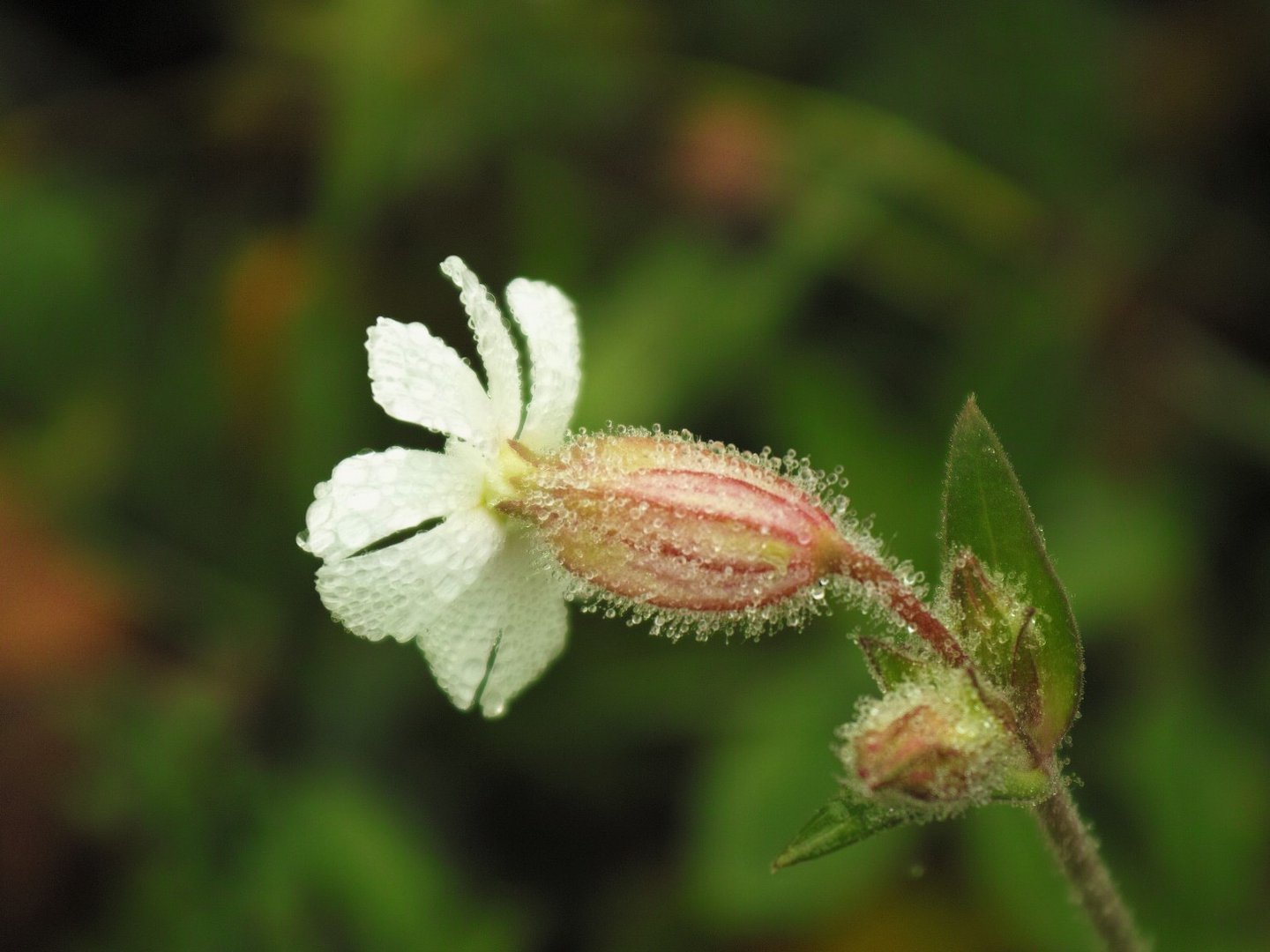 Fiore autunnale