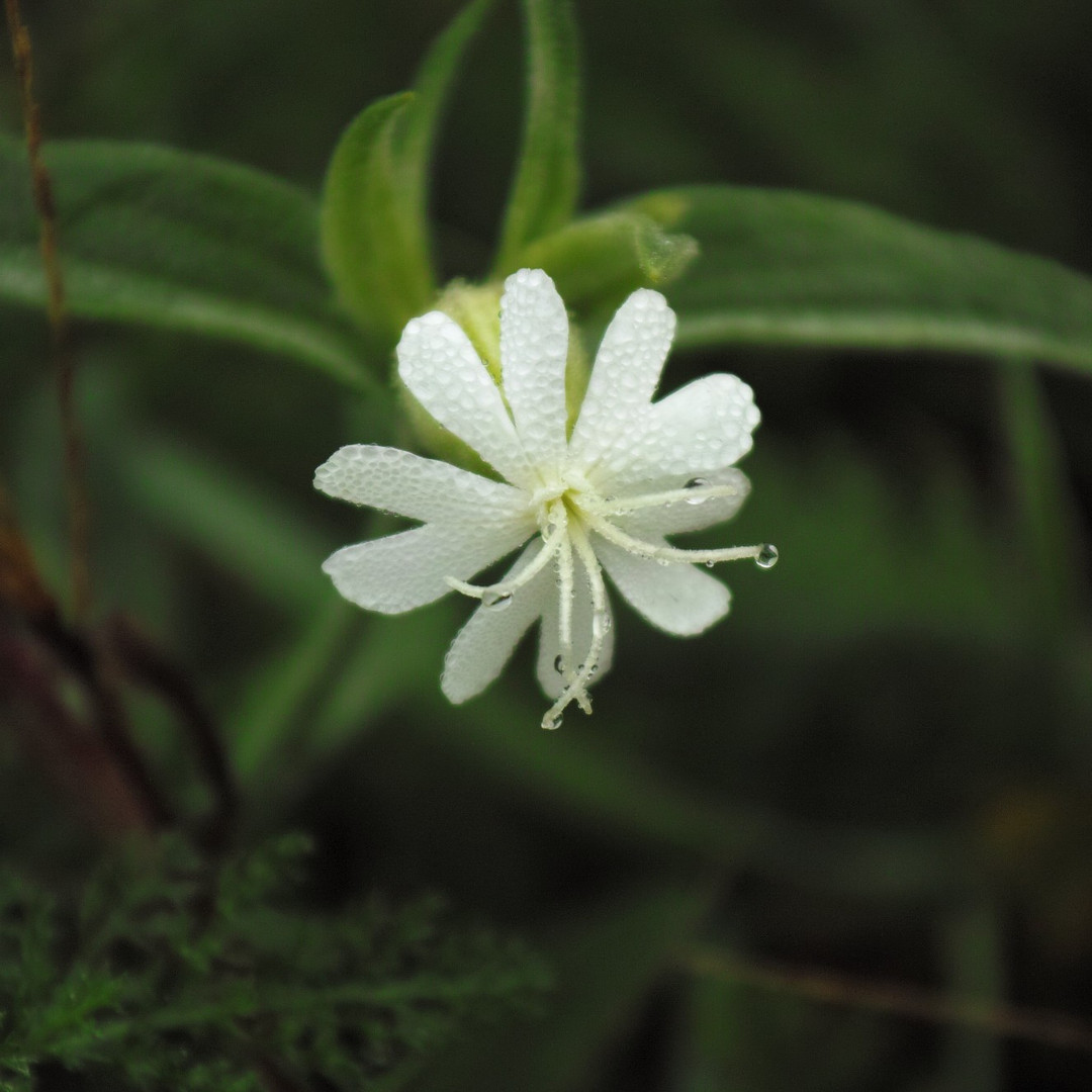 Fiore autunnale