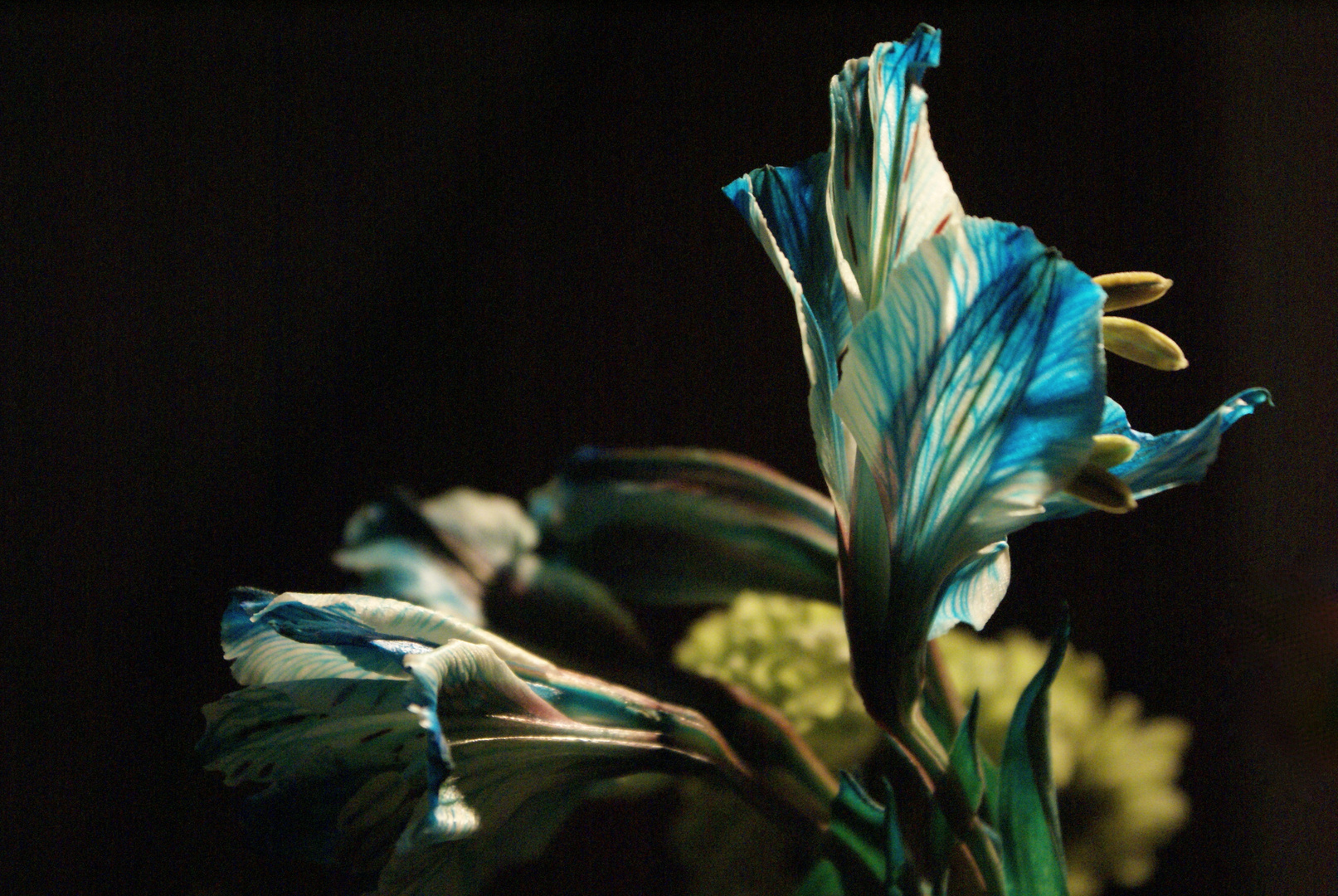 Fiore azul