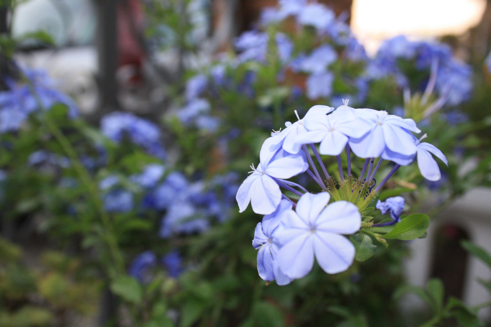 fiore azzurro