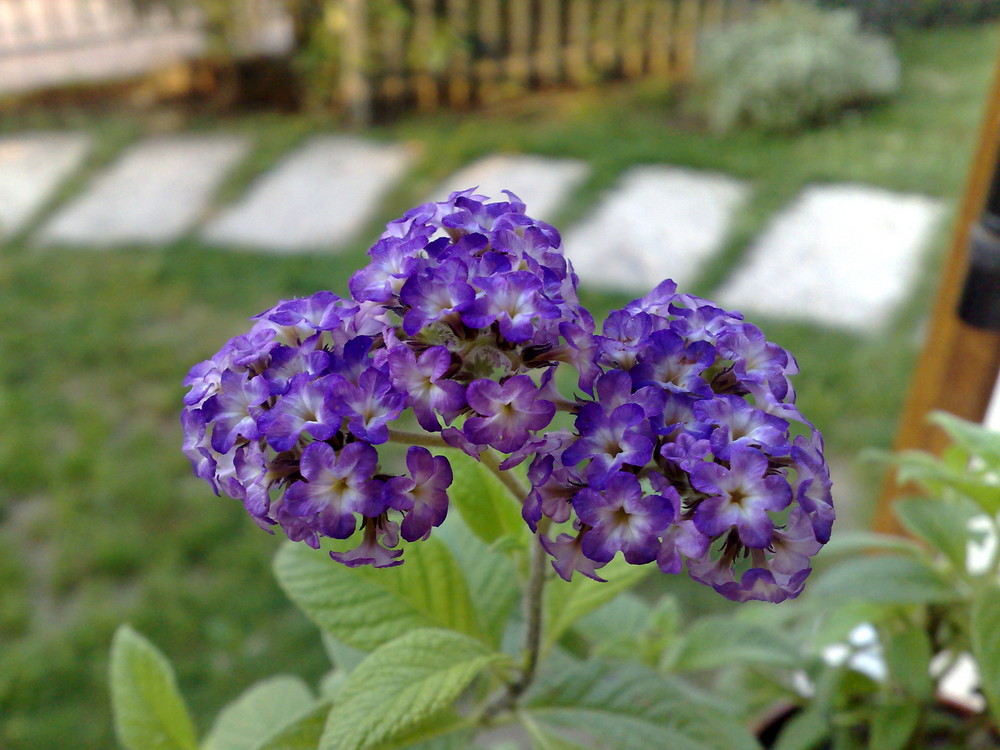 fiore azzurro