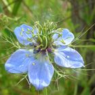 fiore azzurro........ovvero "Scilla"