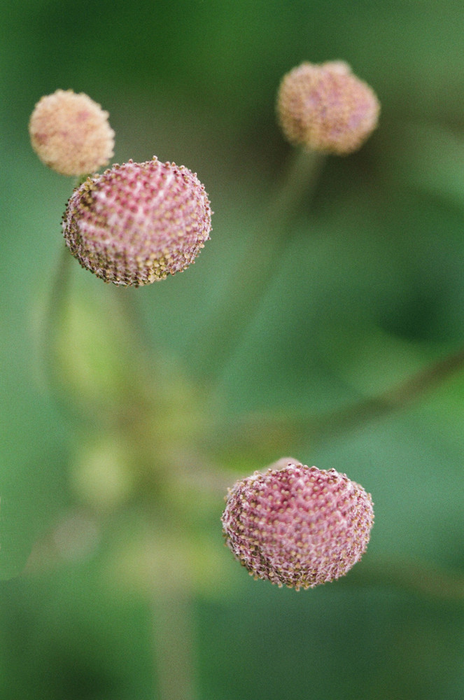 Fiore backyard vaenlose 1 (cph)