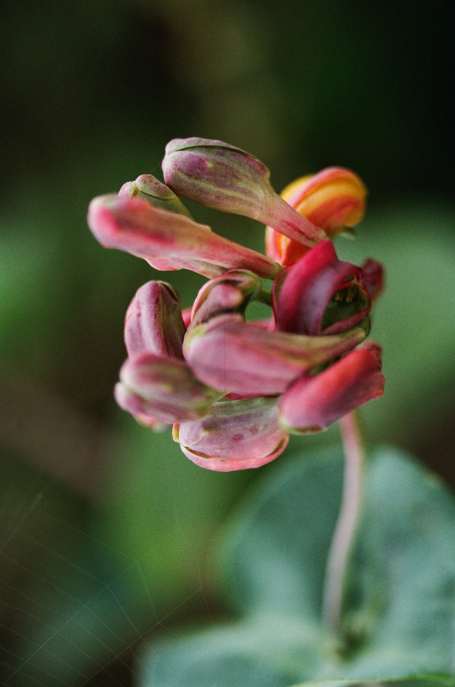 Fiore Backyard vaenlose 4