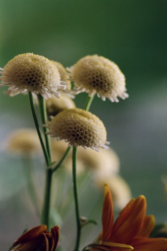 Fiore Backyard vaenlose 6