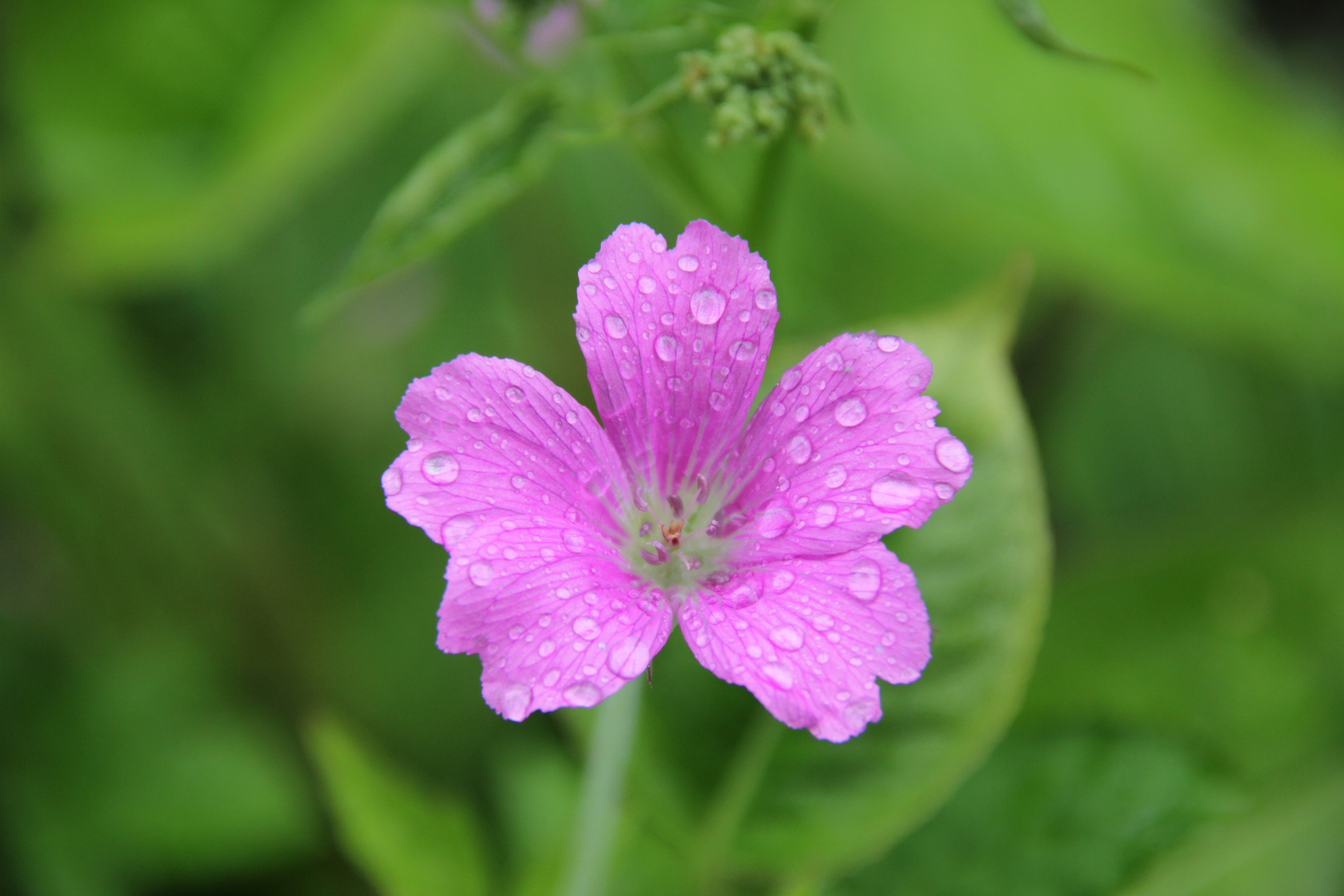 Fiore bagnato dalla pioggia