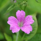 Fiore bagnato dalla pioggia