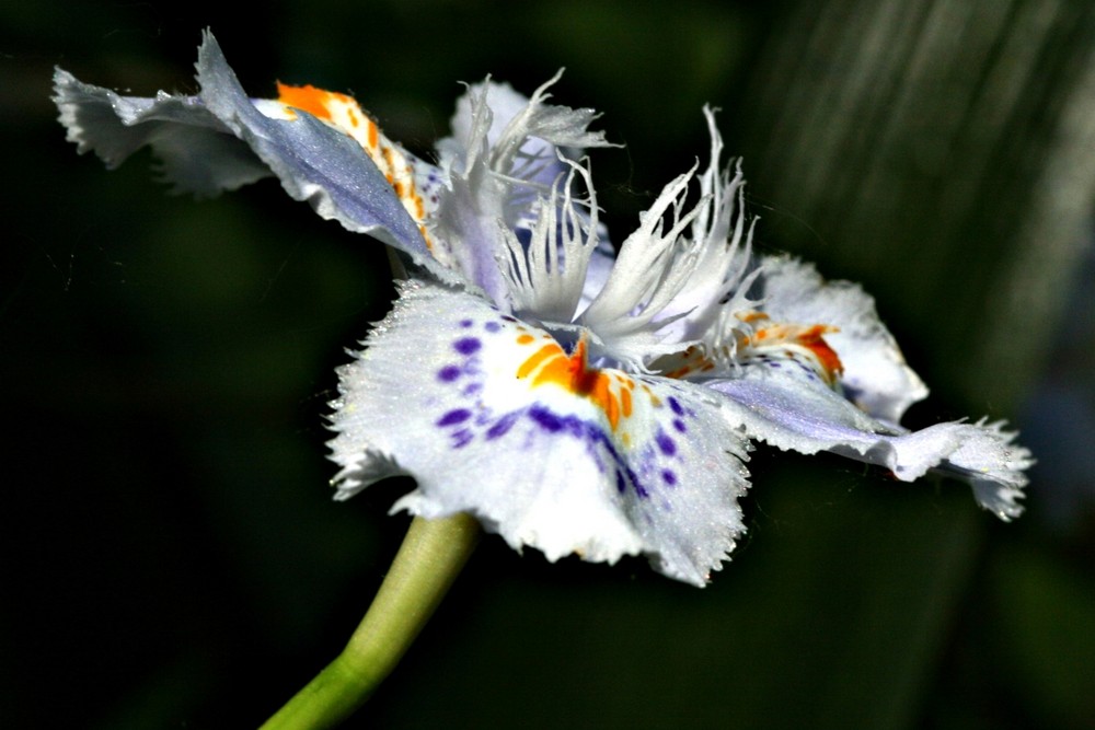 Fiore Bello