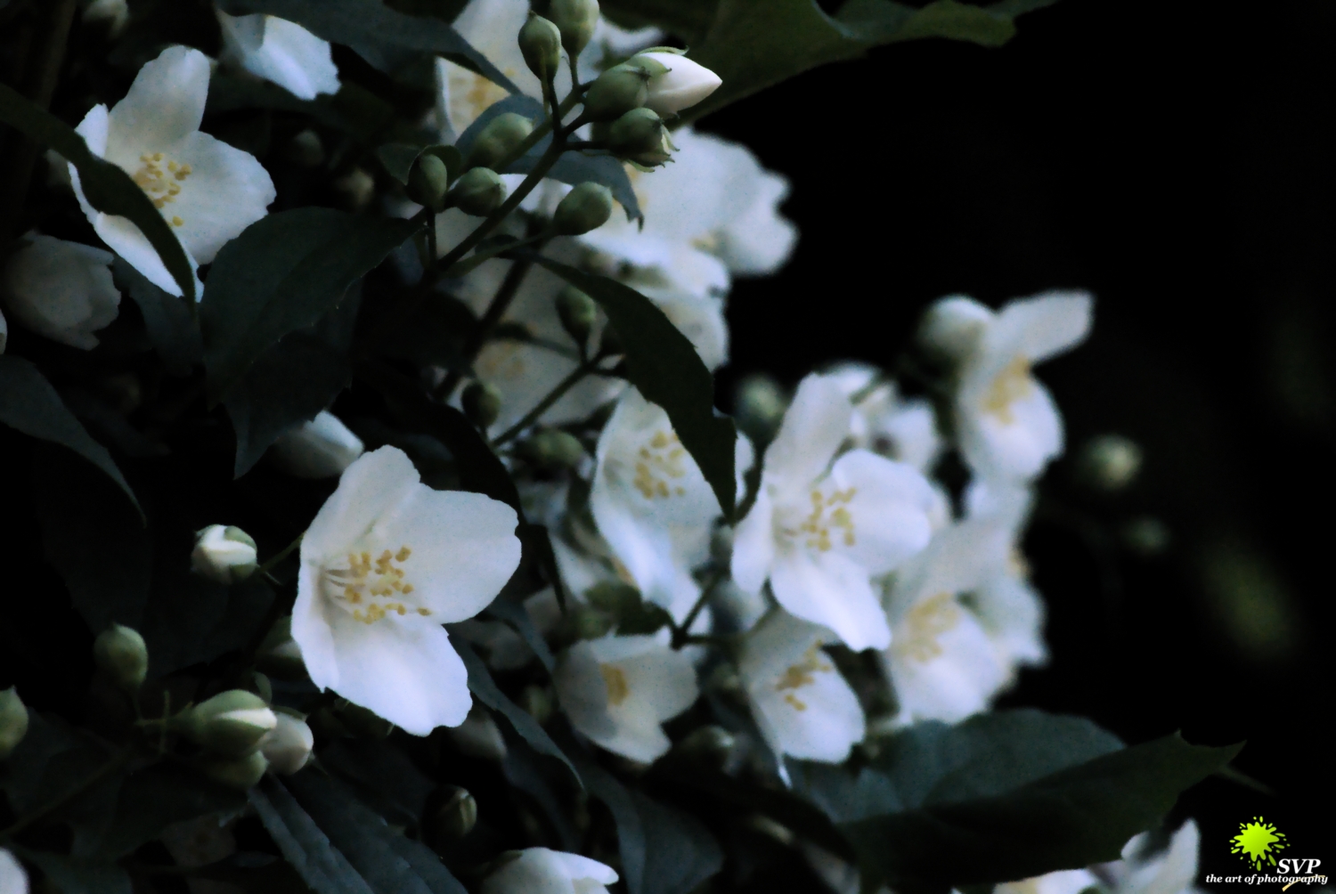 Fiore bianco