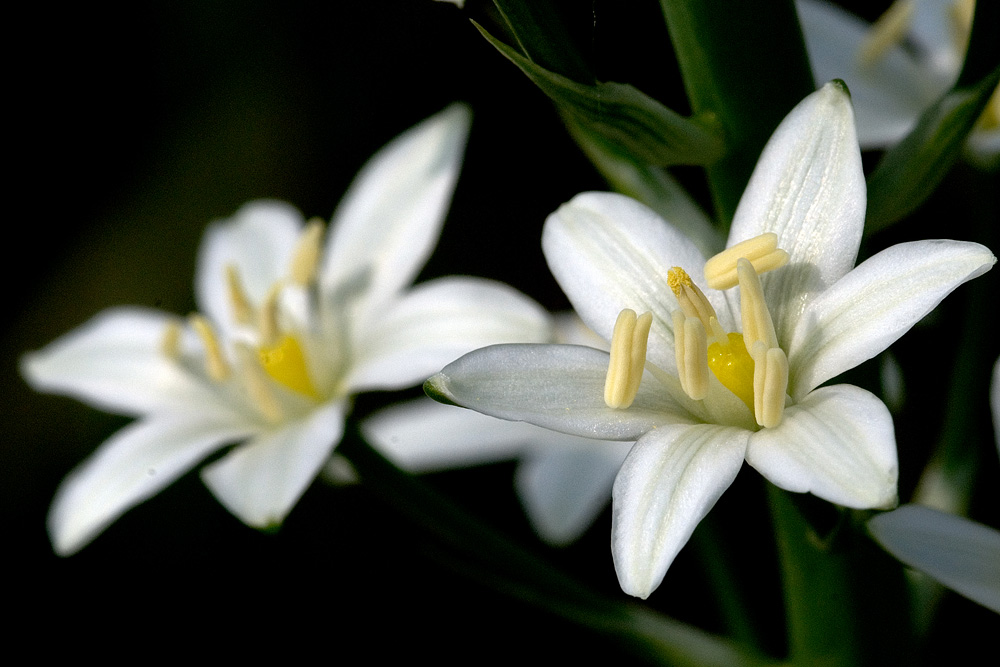 Fiore bianco