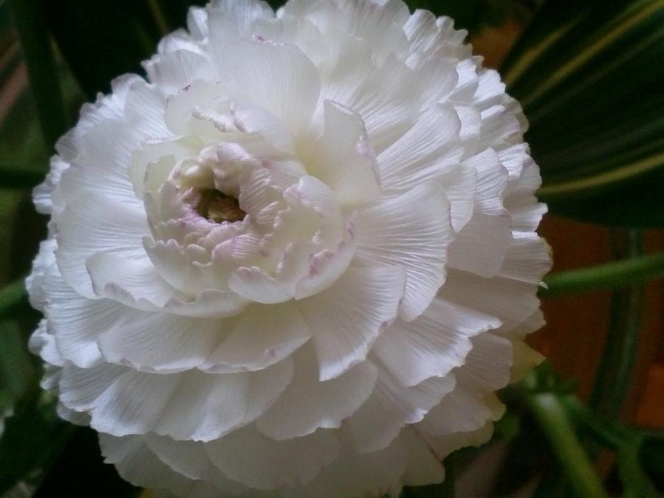 Fiore Bianco
