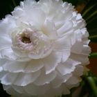 Fiore Bianco