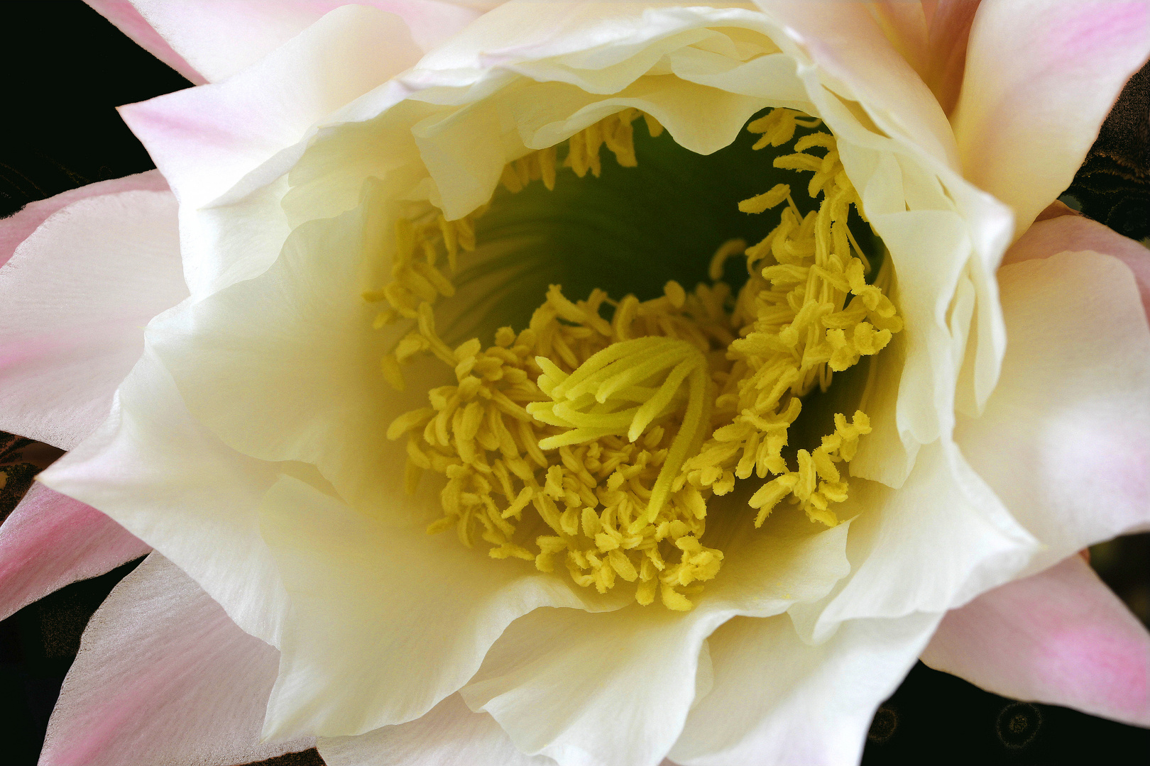 Fiore cactus tricocereus candicans