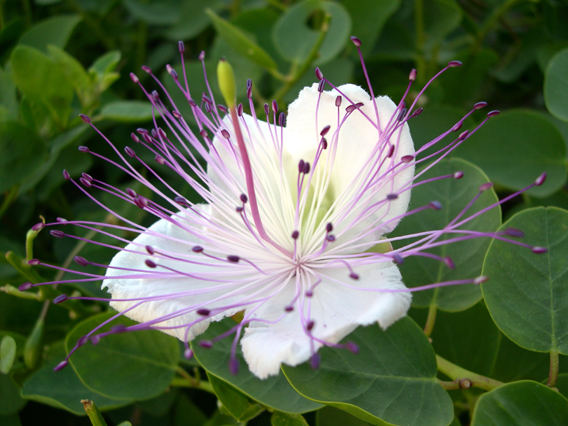 Fiore Cappero