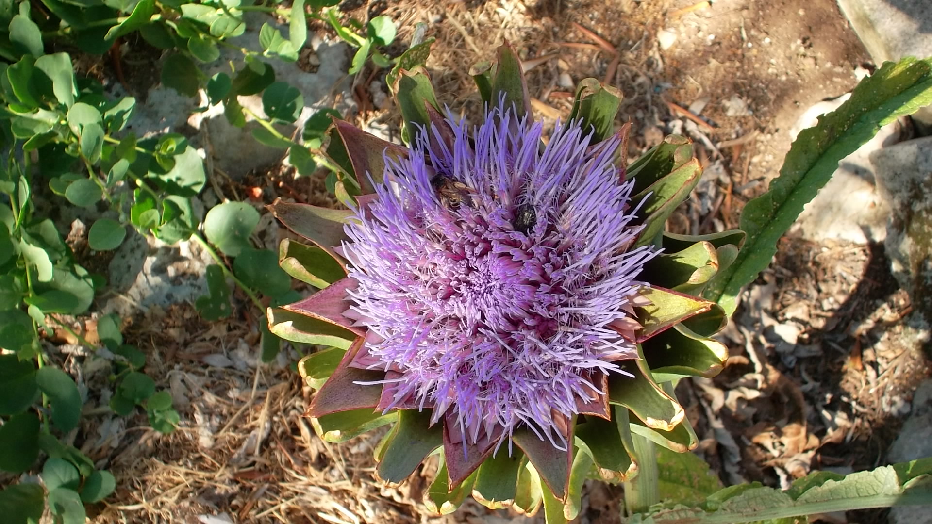 ""FIORE "" carciofi-artischocke