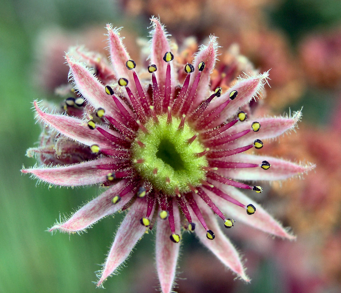 Fiore 'carnivoro' - 19 Agosto 2005