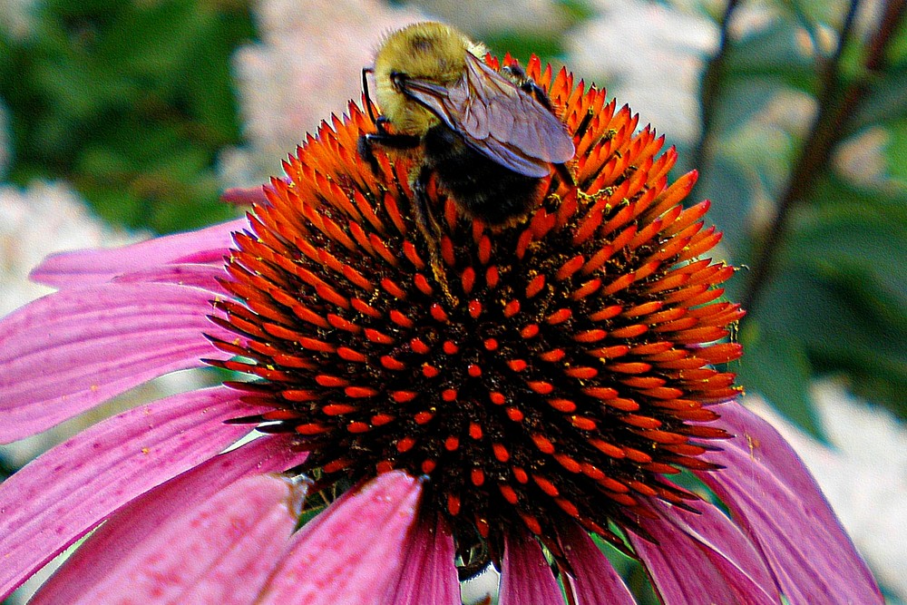 Fiore con ...ospite