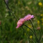 fiore con ospiti nascosti...