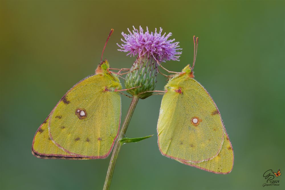 Fiore condiviso