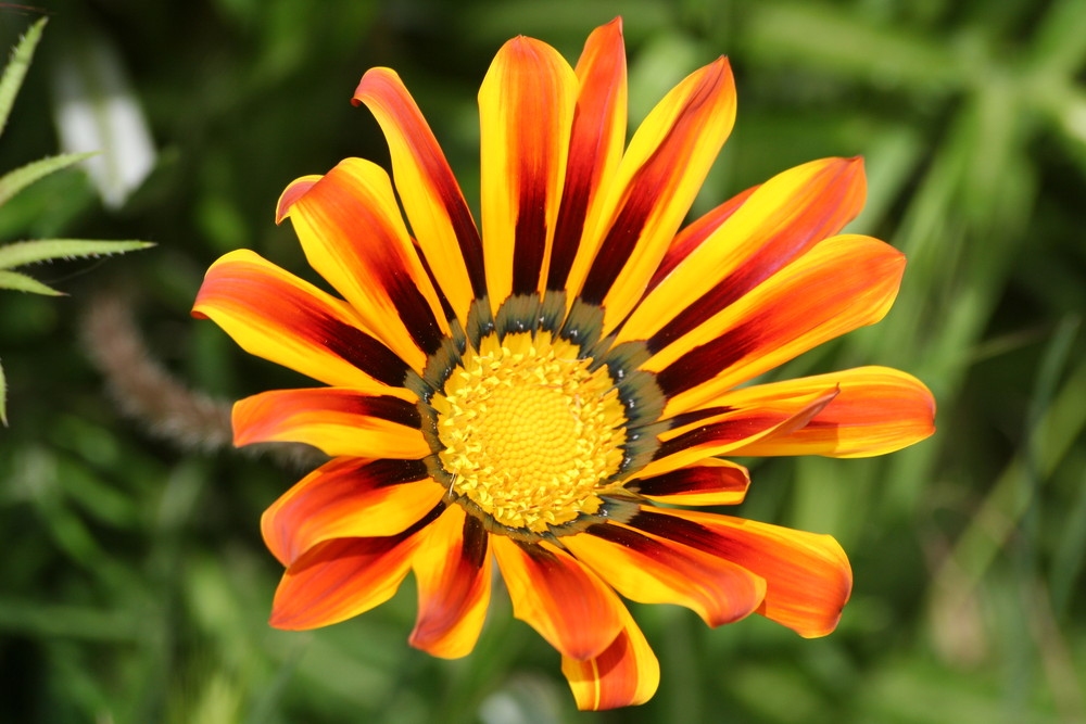 FIORE DA GIARDINO