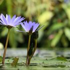 Fiore d'acqua