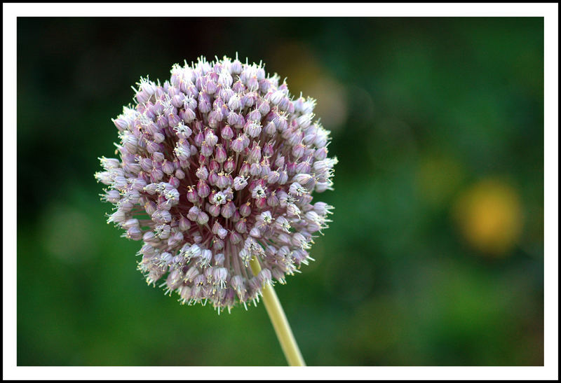 fiore d'aglio