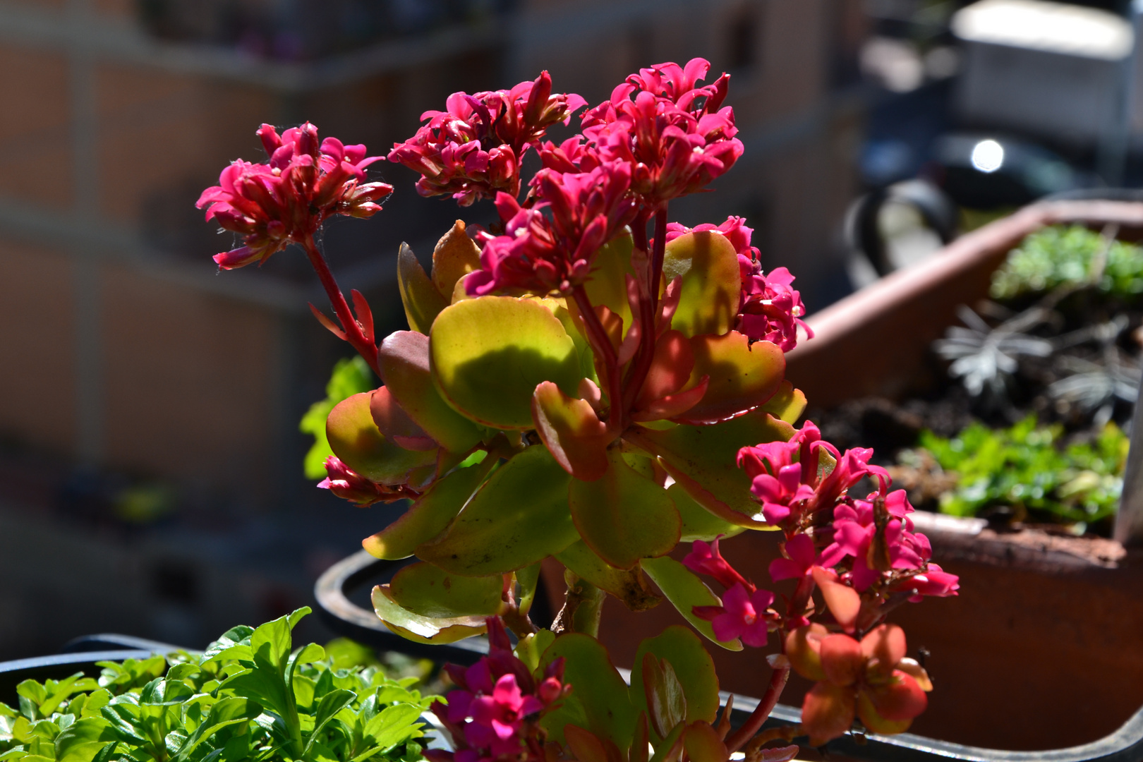 fiore dal terrazzo