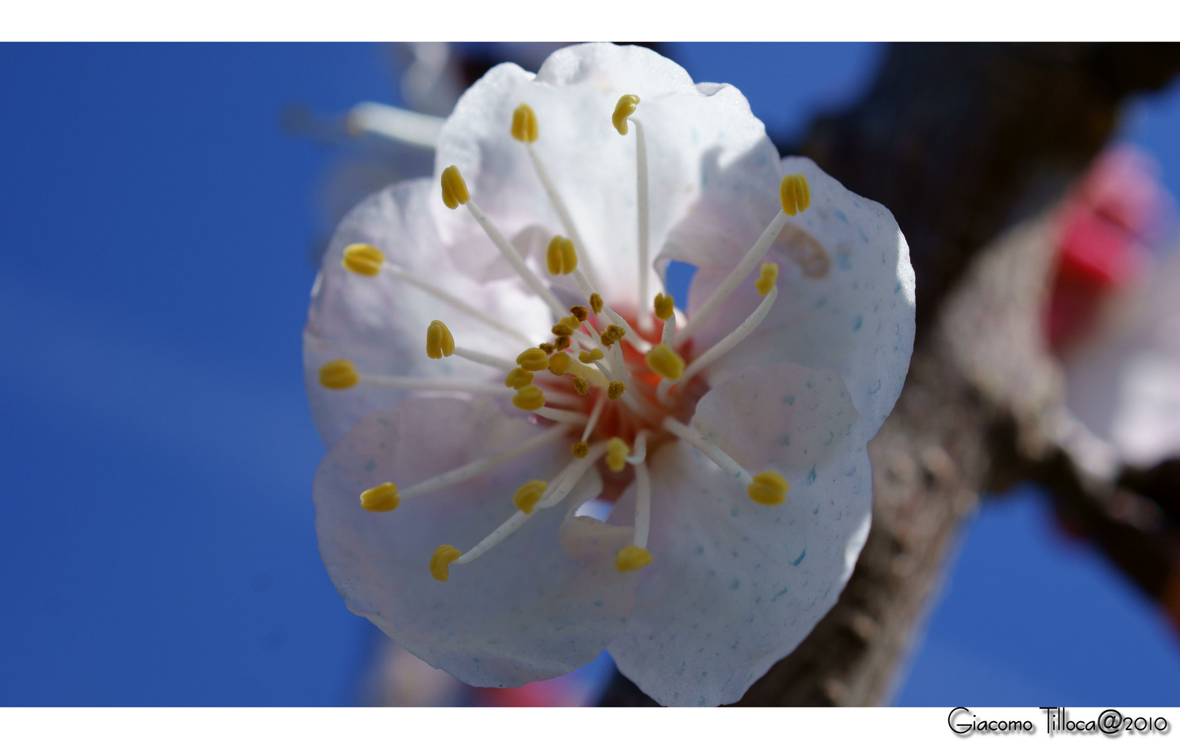 Fiore d'Albicocco