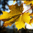 Fiore d'autunno