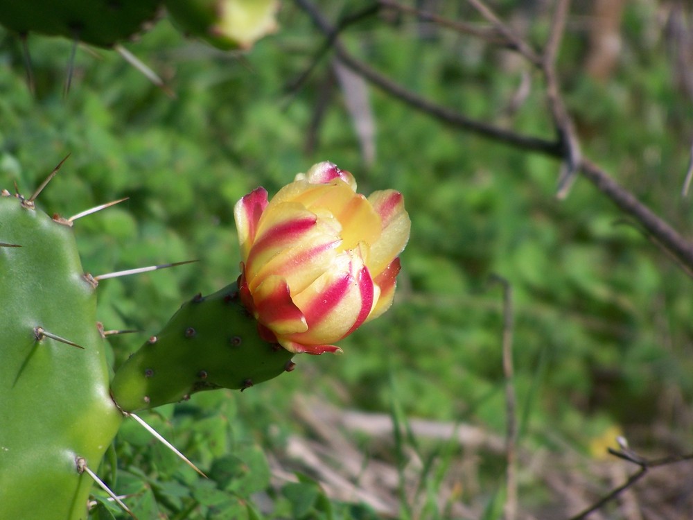 Fiore del Cactus