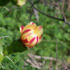 Fiore del Cactus