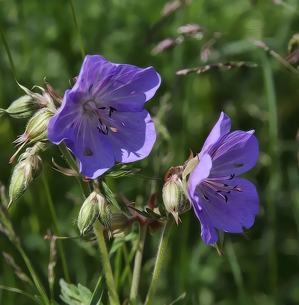 fiore del campo