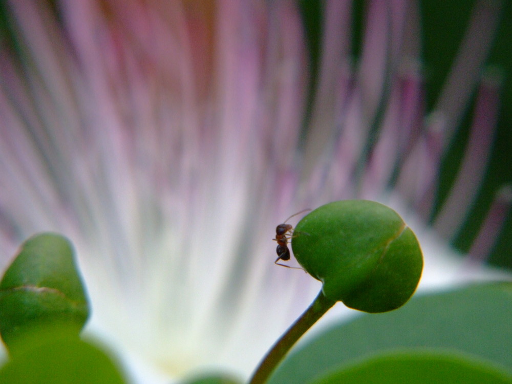 fiore del cappero