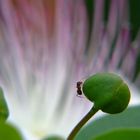 fiore del cappero