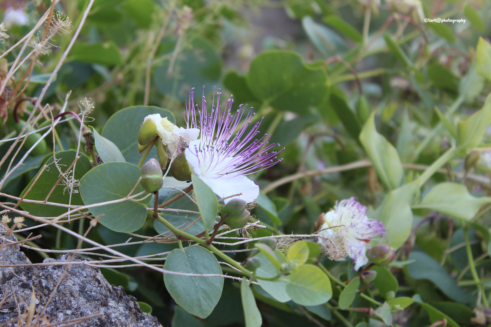 Fiore del cappero