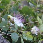 Fiore del cappero